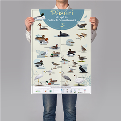 Poster "Păsări de apă" (24 specii de păsări)