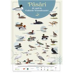 Poster "Păsări de apă" (24 specii de păsări)