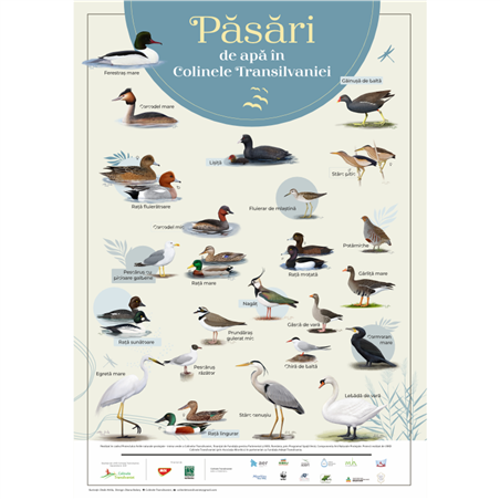 "Water birds" Poster (24 birds species)